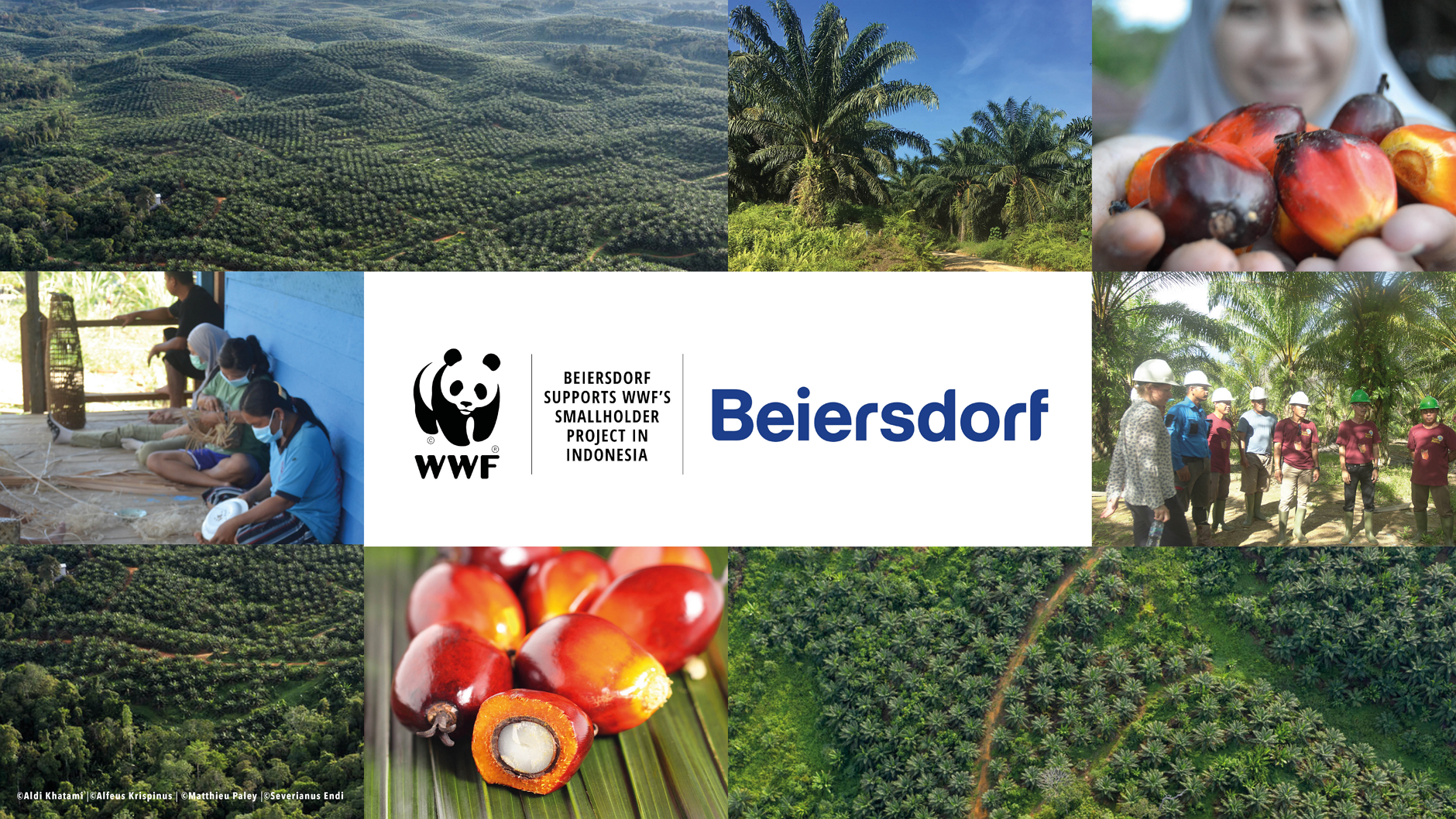 WWF dan Beiersdorf memperpanjang kerjasama untuk produksi minyak sawit yang lebih berkelanjutan di Indonesia hingga 2026