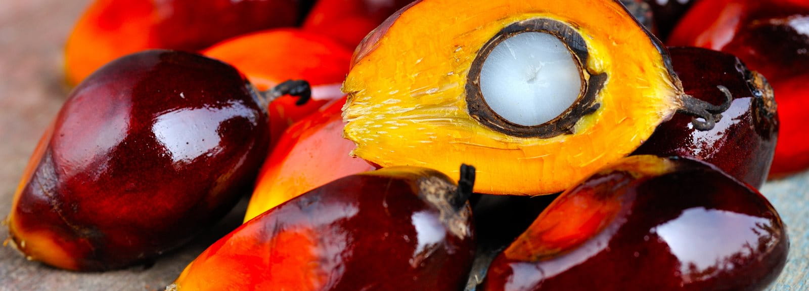 A low-angle, vertical photograph taken from a dirt path within a dense grove of tall, mature oil palm trees. The long, green fronds of the trees arch overhead, partially obscuring a bright blue sky with a few white clouds.