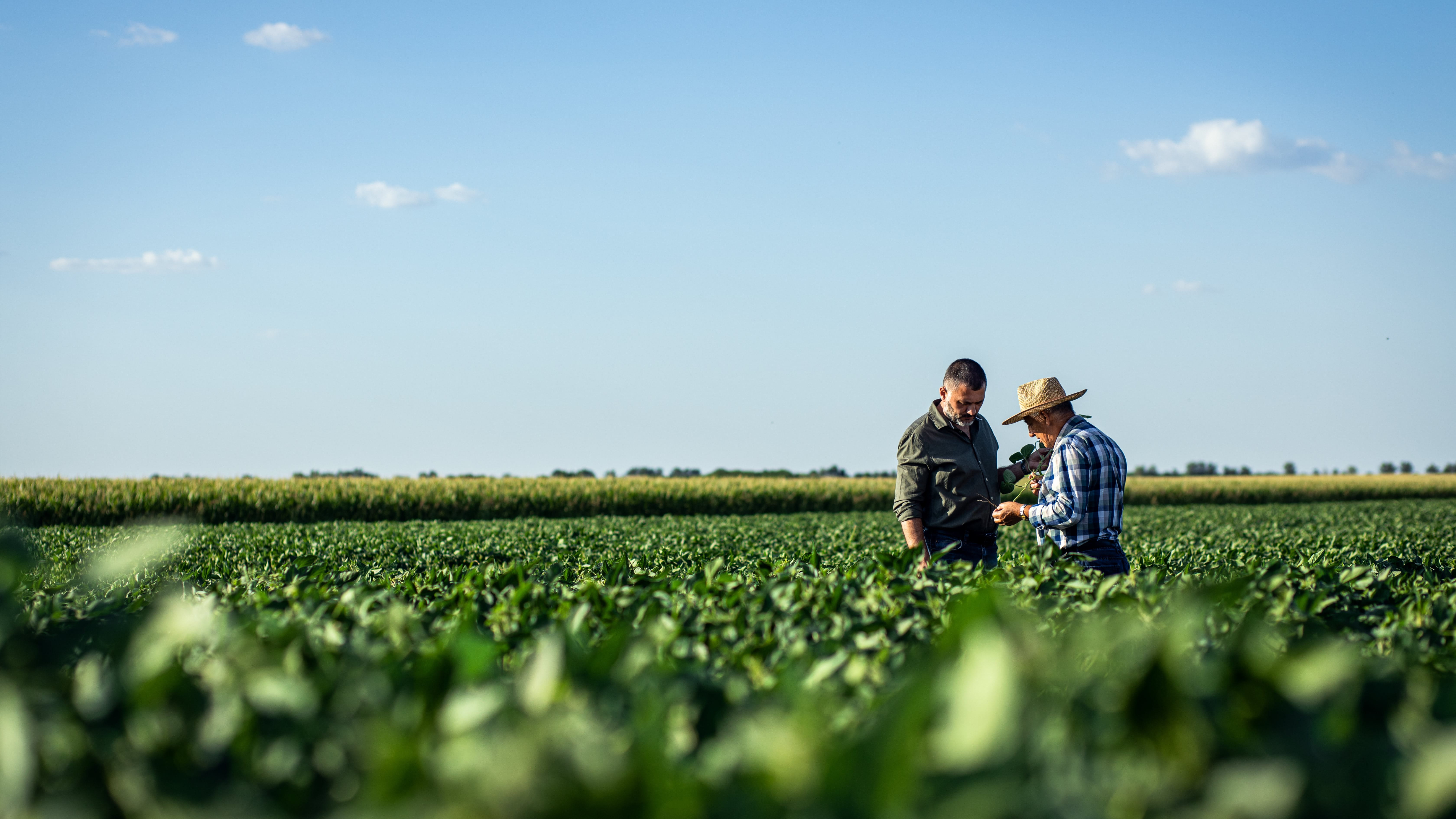 Es ist zu sehen, wie sich zwei Personen vor einem unscharfen, sonnigen Hintergrund die Hände schütteln. Es sind nur die Hände und Arme der Personen zu sehen. Die Hände sind fest ineinander verschränkt, was auf eine Begrüßung oder Vereinbarung hindeutet. Der Hintergrund wird von Sonnenlicht beleuchtet und scheint eine Außenumgebung mit Vegetation zu sein, obwohl er unscharf und nicht detailliert ist.